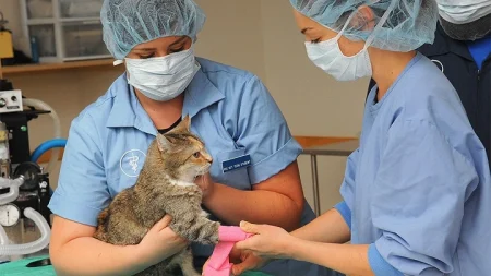 Vet Tech Jobs Near Me