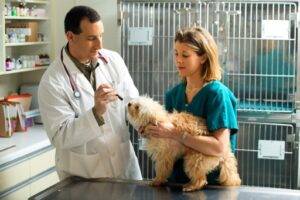 vet tech jobs near me1