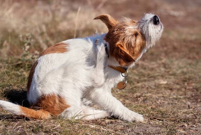 Understanding Dog Skin Health