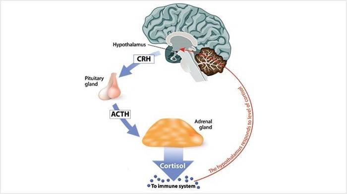 what is cortisol 722x406 1