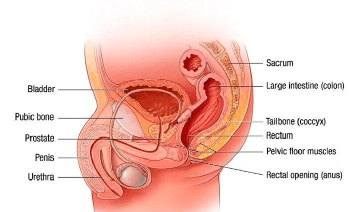 Sphincters of the Reproductive System