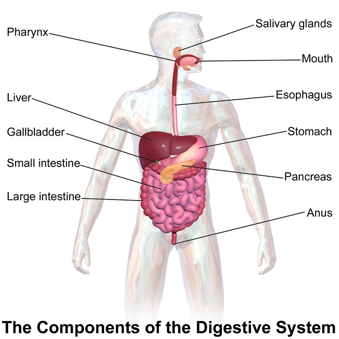 What Is Digestion