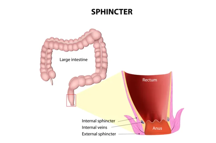 What Is a Sphincter e1758017877131