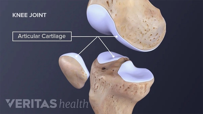 Why Is Cartilage So Important in the Knee?